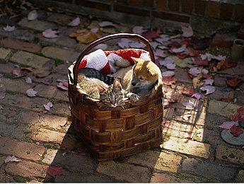 《死亡之屋 重制版》推出实体版 4月7日登陆NS